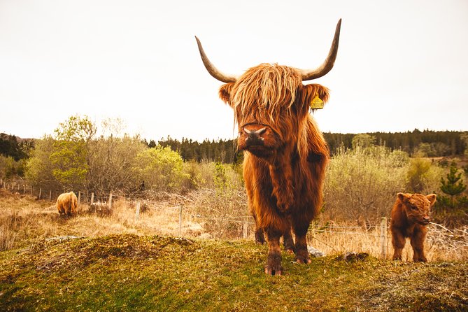5-Day Orkney & Northern Coast Tour from Edinburgh Incl Admissions - Day 5: Culloden Moor, Clava Cairns, and the long ride back through Scotland