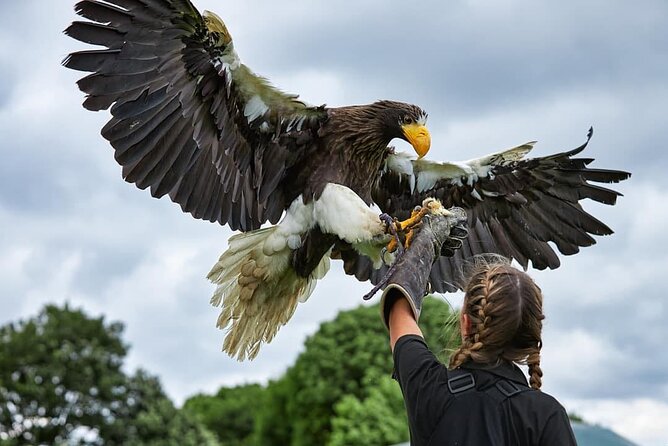 Admission Pass to Eagle Heights in Kent - Key Highlights That Matter