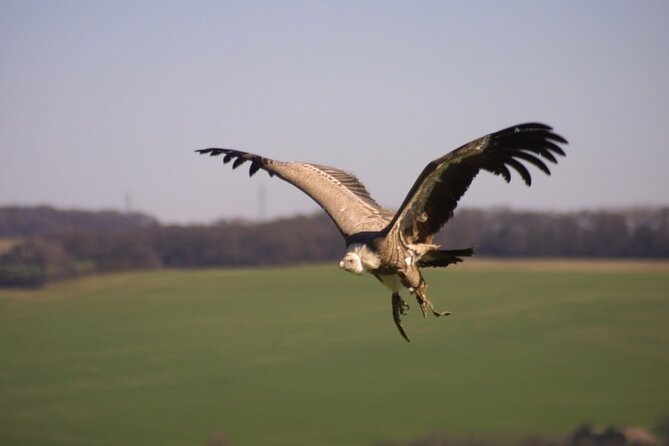Admission Pass to Eagle Heights in Kent - What to Expect After You Arrive: Tearoom Breaks and Flying Displays
