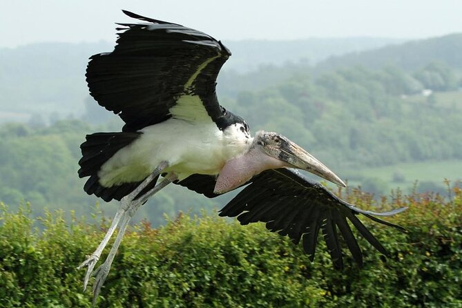 Admission Pass to Eagle Heights in Kent - Price and Value: Is $20.76 a Smart Use of Your Day?