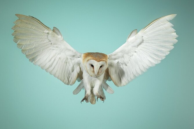 Admission Pass to Eagle Heights in Kent - The Best Fit: Who Will Enjoy Eagle Heights Most?