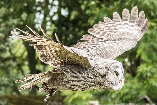 Admission Pass to Eagle Heights in Kent - Your Ticket Value: Admission, Flying Displays, and Real Conservation
