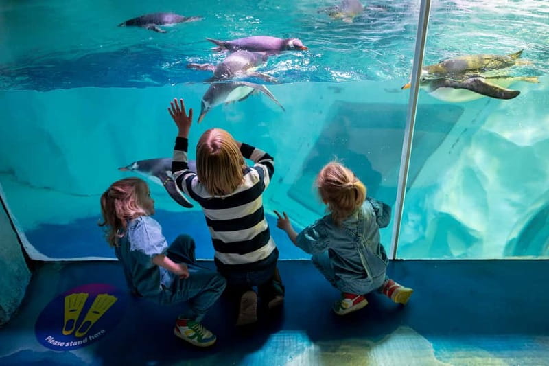 Birmingham: National Sea Life Centre Entrance Ticket - The UK only 360° Ocean Tunnel plus 4D Cinema