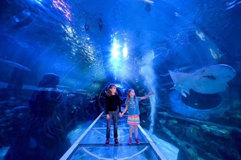 Birmingham: National Sea Life Centre Entrance Ticket - Sharks, rays, a giant sea turtle, and piranhas up close