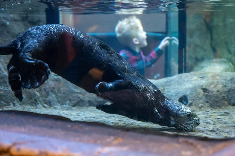Birmingham: National Sea Life Centre Entrance Ticket - Getting your timing right, last entry, and why food matters