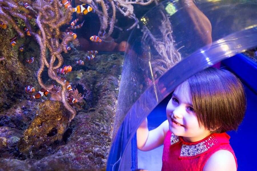 Birmingham: National Sea Life Centre Entrance Ticket - What this experience is really best for