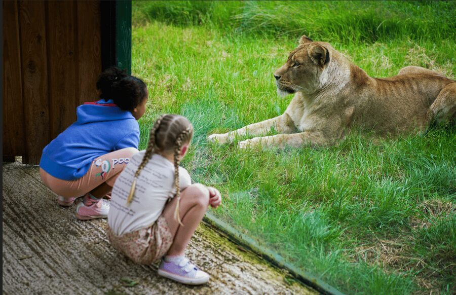 Blackpool: Zoo Admission Ticket - The Not-Perfect Parts, Like Gorilla Habitat and Show Day Variations