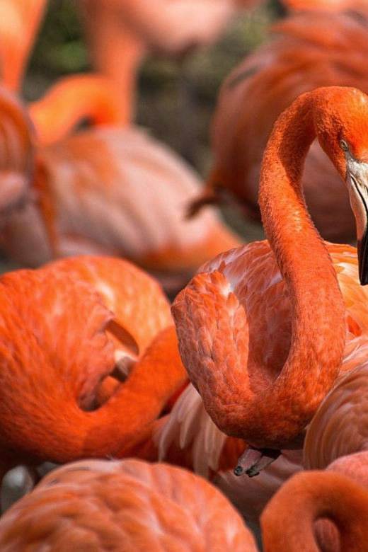 Blackpool: Zoo Admission Ticket - Big Cats in Their New Habitat: Morning Views and Real Energy