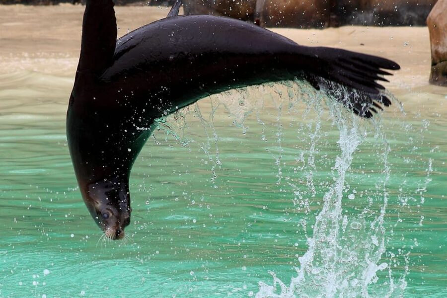 Blackpool: Zoo Admission Ticket - Red Pandas, Penguins, and the Zoo’s Species Variety Across Time