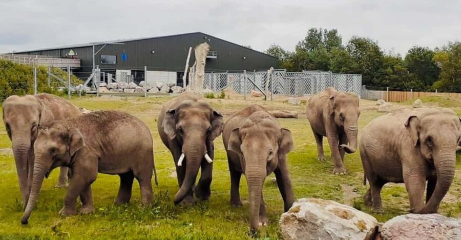 Blackpool: Zoo Admission Ticket - Dinosaur Safari and the Prehistoric Volcano World to Start Strong