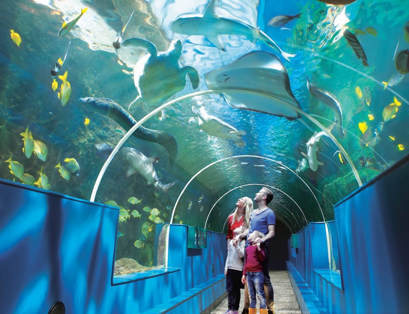 Bournemouth Oceanarium Ticket - Sharks, Eels, and a Loggerhead Turtle, What to Look For in the Tunnel Area