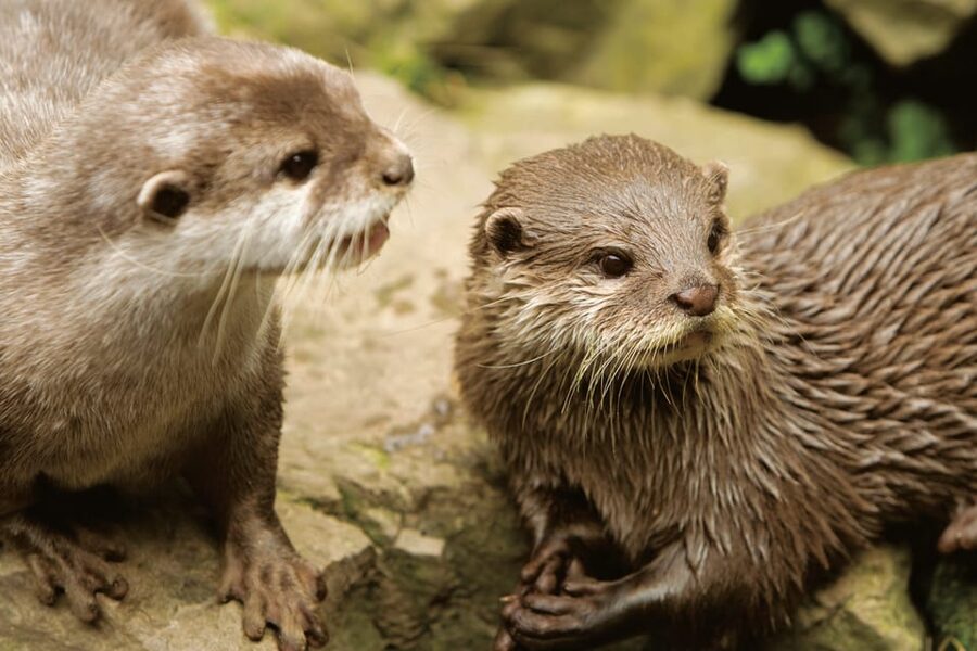 Bournemouth Oceanarium Ticket - Who This Oceanarium Ticket Fits Best, and Who Might Want a Plan B