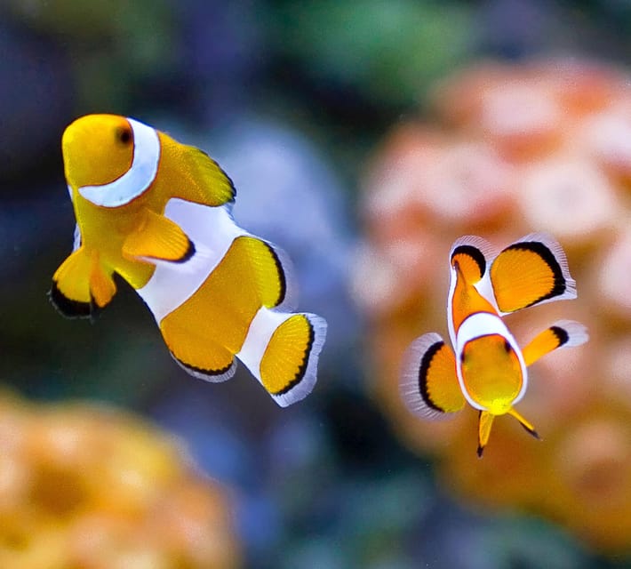 Bournemouth Oceanarium Ticket - Should You Book the Bournemouth Oceanarium Ticket?