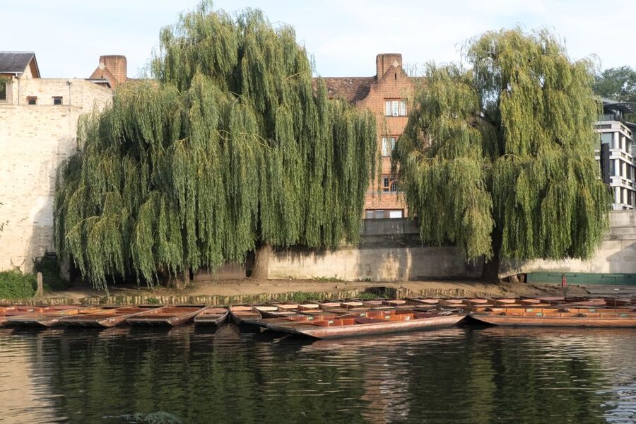 Cambridge: Punting Tour on the River Cam - Price and Value: What You’re Paying For