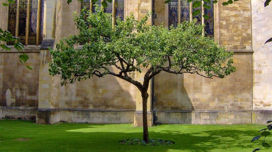 Cambridge: University Walking Tour - Timing Tips for a Smooth Day in Cambridge