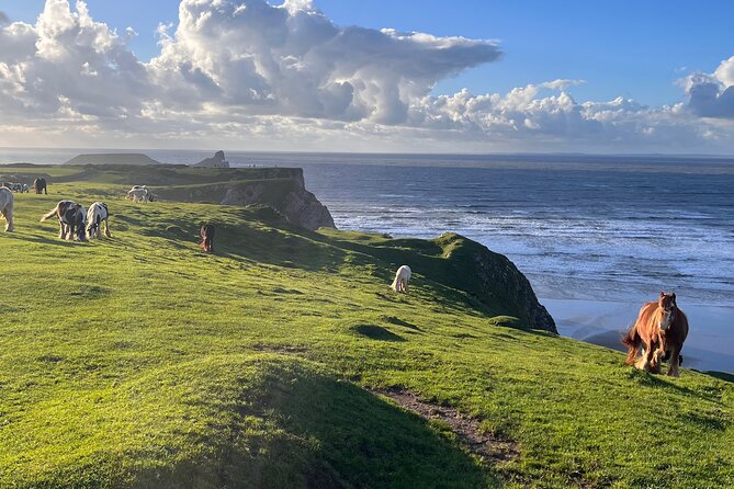 Cardiff: Gower Peninsula's Cliffs Scenic Day Tour - Langland Bay and the cliff-top walk option to Caswell Bay