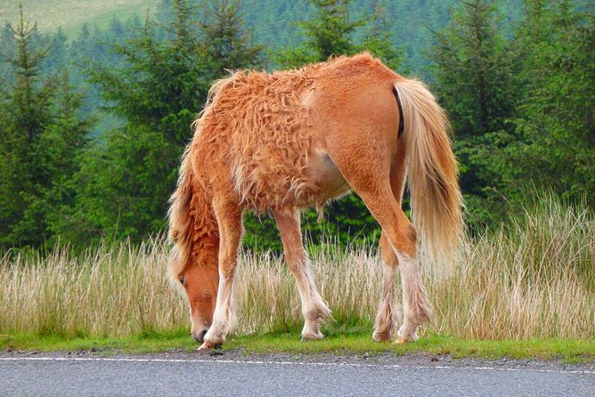 Cardiff: Welsh Castles, Mountains & Steam Railway Day Tour - Brecon Mountain Railway: the included steam ride that slows your pulse
