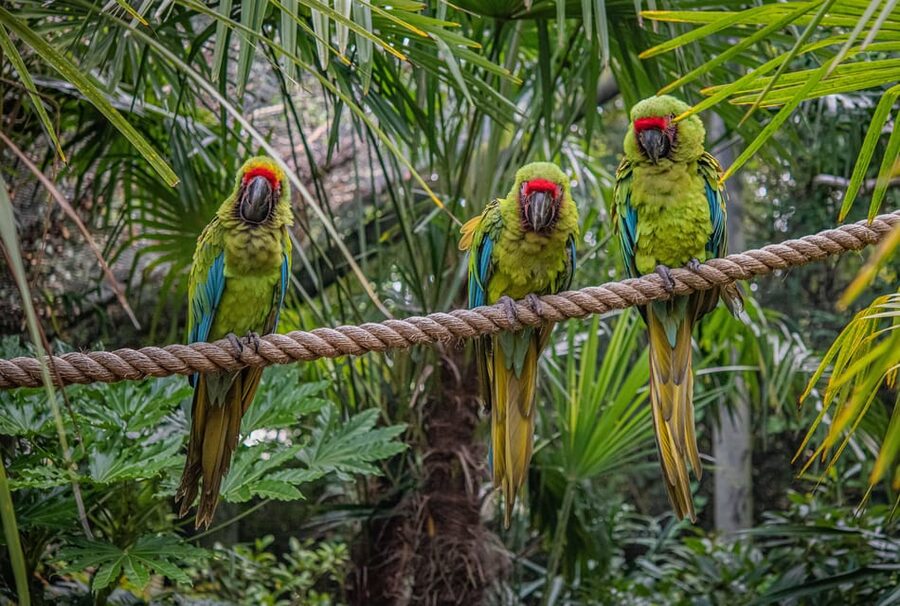 Chester: Chester Zoo Entry Ticket - Chester Zoo at a glance: 130 acres, 30,000 animals, and real conservation focus