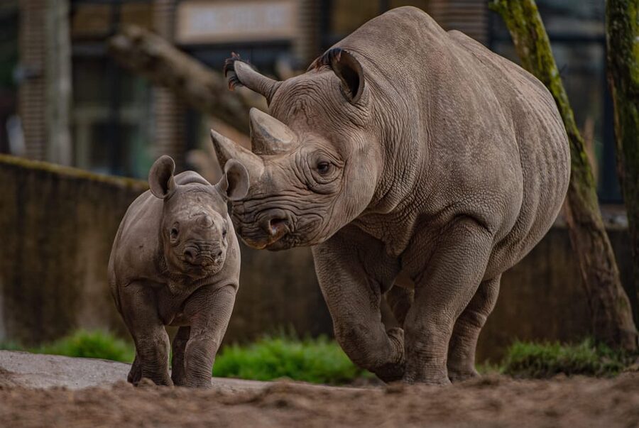 Chester: Chester Zoo Entry Ticket - Navigating 130 acres: use the app, start early, and dress for serious walking