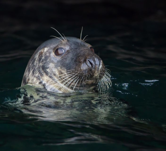 Cornwall: Guided Seal Safari by Boat - Key things to know before you go