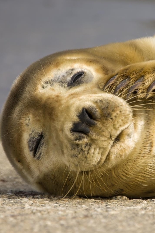 Cornwall: Guided Seal Safari by Boat - The one-hour route from Padstow photo moments to wildlife slow-downs