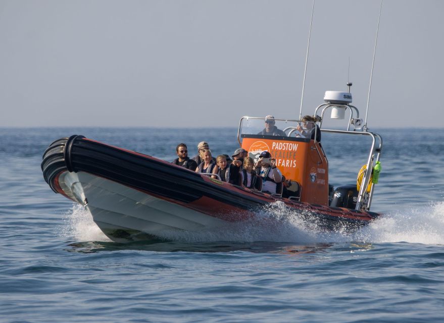 Cornwall: Guided Seal Safari by Boat - Birds on the water: puffins, guillemots, razorbills, and more
