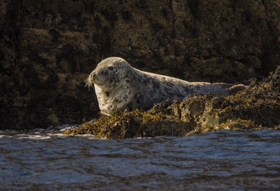 Cornwall: Guided Seal Safari by Boat - Dolphins sometimes appear, and how to make the most of it