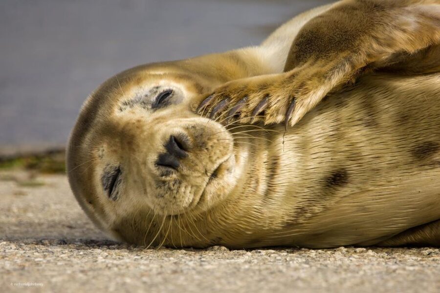 Cornwall: Guided Seal Safari by Boat - Price and value: is $37 for one hour worth it?