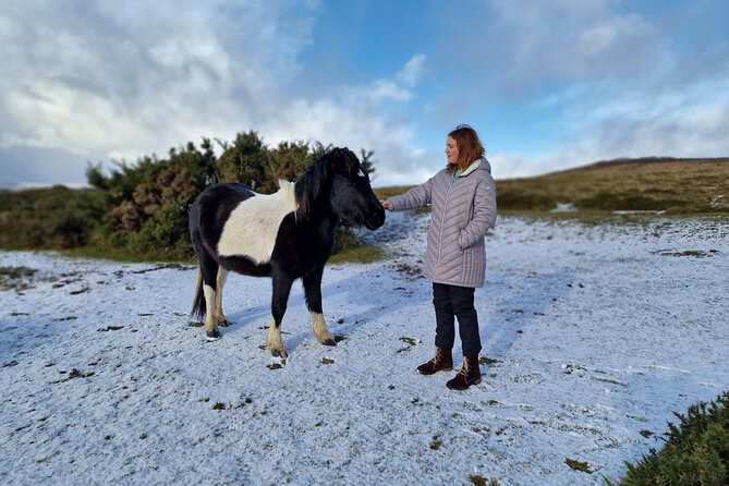 Dartmoor Tour - Key highlights to know before you go