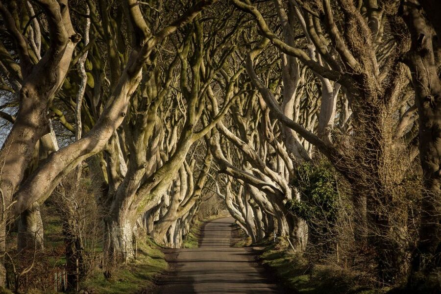 Dublin: Giant's Causeway, Dark Hedges & Titanic Guided Tour - Giants Causeway: basalt hexagons, best routes, and slippery footing