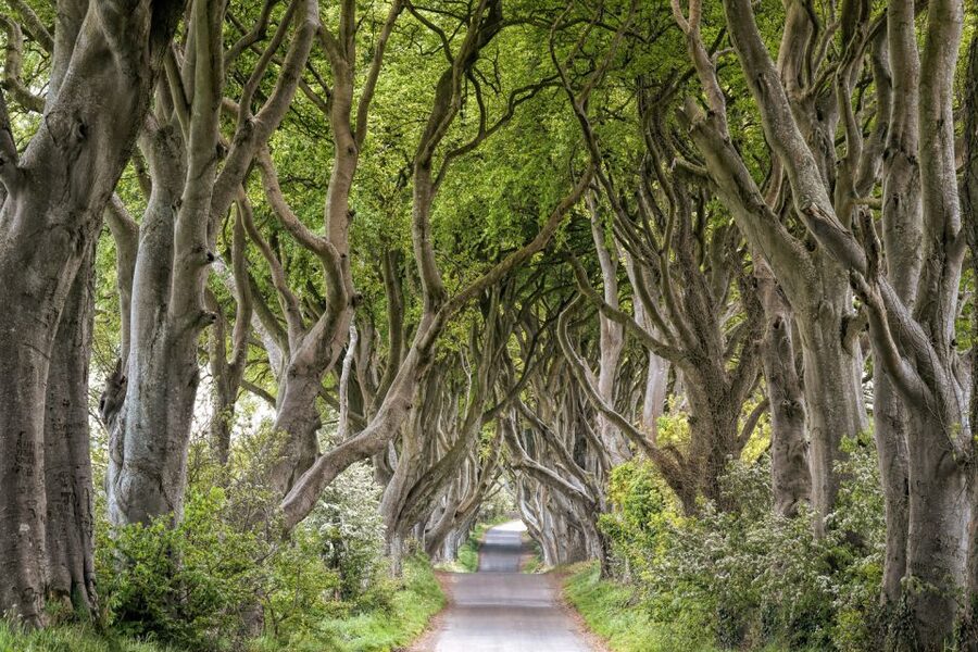 Dublin: Giants Causeway, Dark Hedges, Dunluce & Belfast Tour - Giant’s Causeway for at Least 2 Hours, The 40,000-Column Moment