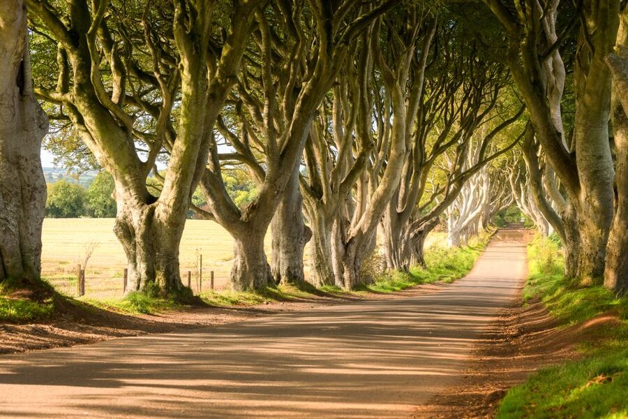 Dublin: Giants Causeway, Dark Hedges, Dunluce & Belfast Tour - Price and Value: Why $112 Can Make Sense for This Route