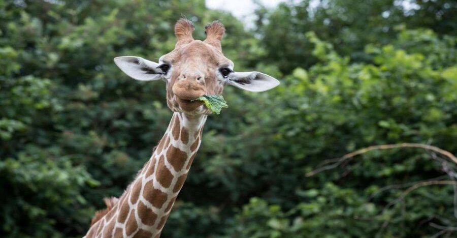 Dunstable: Whipsnade Zoo Full-Day Entrance Ticket - Key Points to Know Before You Go