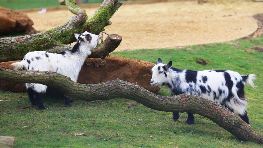 Dunstable: Whipsnade Zoo Full-Day Entrance Ticket - Why ZSL Whipsnade Zoo Works So Well for a Full-Day Family Outing