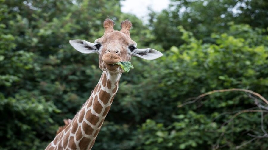 Dunstable: Whipsnade Zoo Full-Day Entrance Ticket - African Outpost Highlights: Lions, Tigers, Rhinos, and Those Keeper Moments
