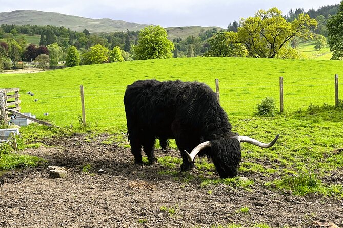 Edinburgh: Loch Ness, Glencoe & The Highlands - Who This Tour Fits Best (and Who Might Want to Think Twice)