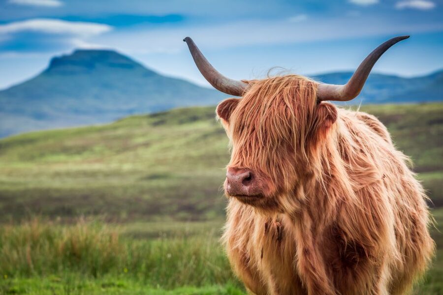 Edinburgh: Loch Ness, Inverness & Highlands Tour in Spanish - Fort Augustus and the Loch Ness cruise, Nessie time done right