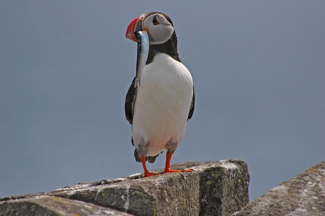 Edinburgh Three Bridges Cruise - Price and Value for a 90-Minute Edinburgh Escape