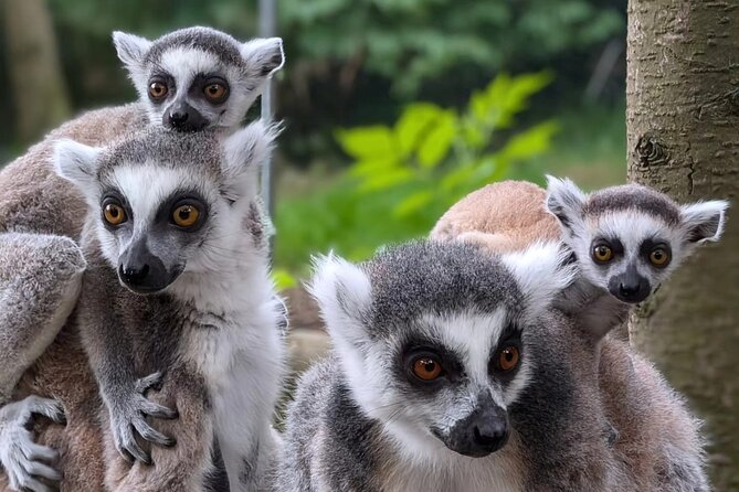 Entry ticket to Hoo Zoo and Dinosaur World in Telford - The 15 talks and feeding activities: build your day around them