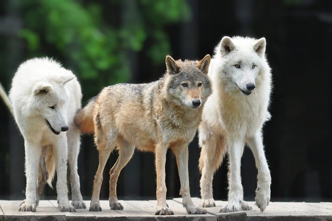 Entry ticket to Hoo Zoo and Dinosaur World in Telford - Zoo experiences that add a personal touch: wolf, meerkat, capybara, and Junior Zoo Keeper