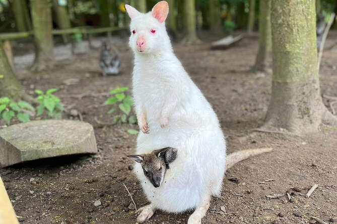 Entry ticket to Hoo Zoo and Dinosaur World in Telford - Mud, noise, and accessibility: realistic tips for a smoother family day