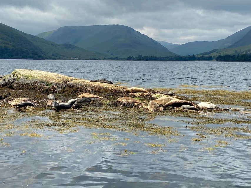 Fort William: Seal Spotting Loch Linnhe Cruise - Salmon and mussel farms: wildlife viewing with a working-Scotland angle
