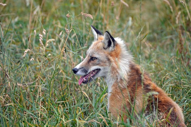 Fox Encounter for 2 people and park entry - Key things you’ll remember