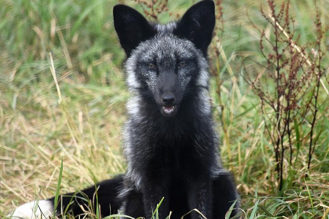 Fox Encounter for 2 people and park entry - Price and value at $138.76 per person