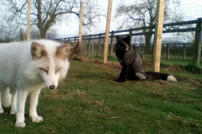 Fox Encounter for 2 people and park entry - Booking details that affect your day