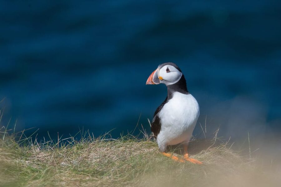 From Aberdeen: North East Coastal Trail Small-Group Tour - Key things to know before you go