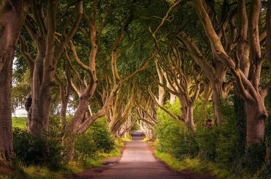 From Dublin: Giant's Causeway, Dark Hedge & Belfast Tour - Key things to know before you go