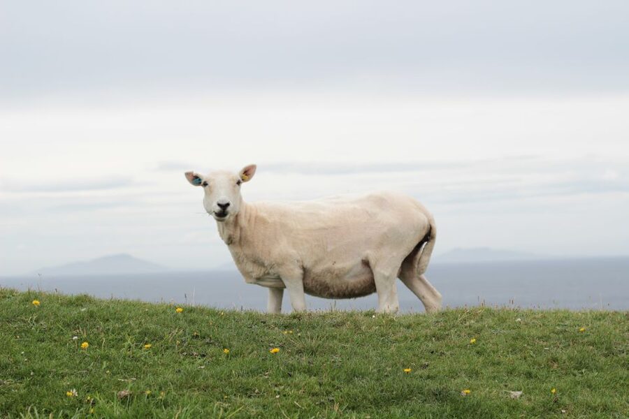 From Edinburgh: 2-Day Highlands Tour with Hogwarts Express - Loch Ness cruise and Urquhart Castle: magic with a schedule warning