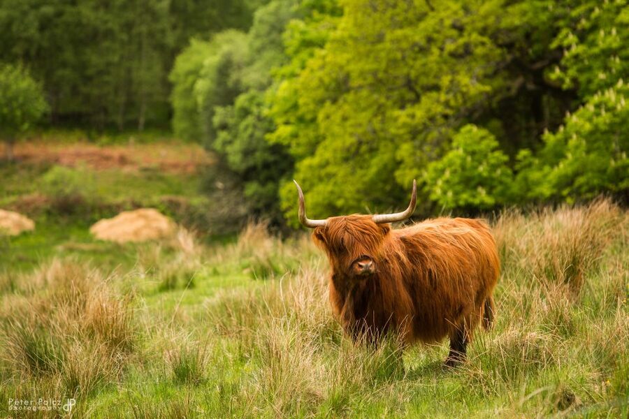 From Edinburgh: Isle of Skye and Hogwarts Express 4-Day Trip - Day 1: Edinburgh to Glen Coe, with Loch Lomond and the Trossachs in between