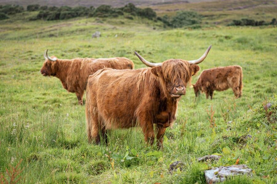 From Edinburgh: Loch Ness and The Highlands Tour - FAQ